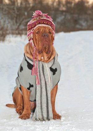 Dog wrapped up against the cold